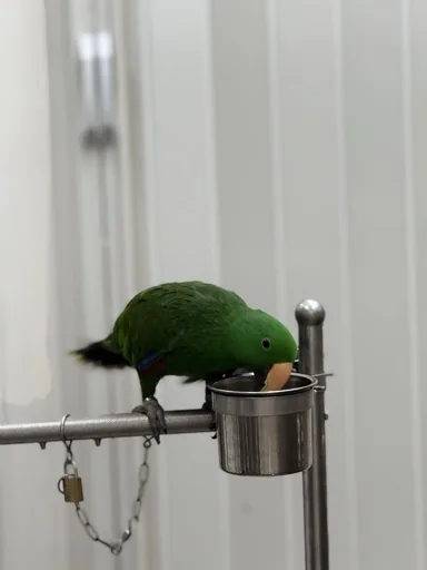 麵包小偷