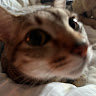User_4130118634