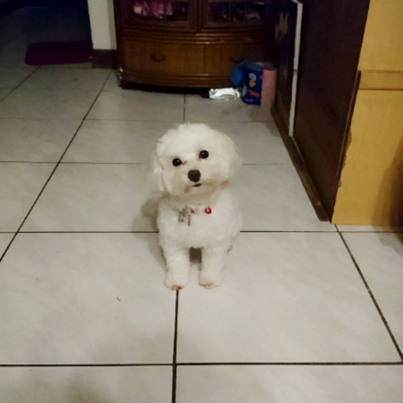 少仙