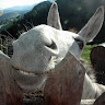 朱堯