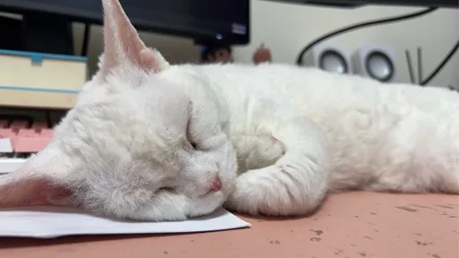 XiaOou