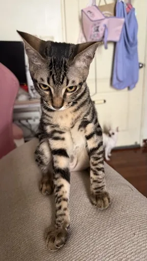 Yo.