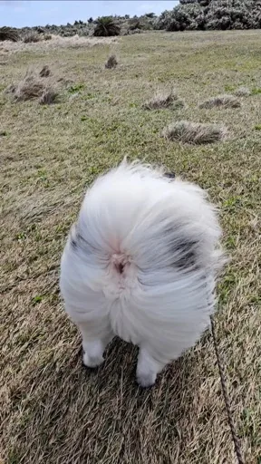 葉子