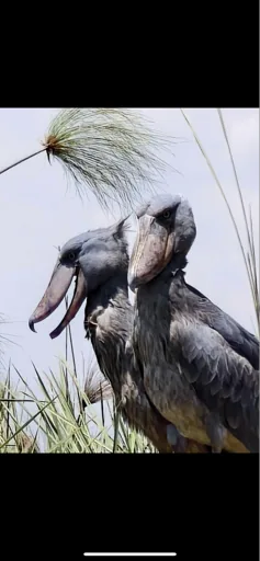 Shoebill