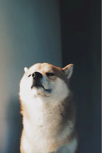 Bonnie
