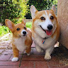 user_1681591380