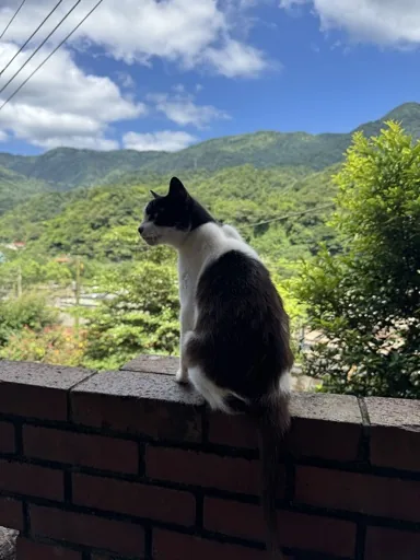 Cococoniii