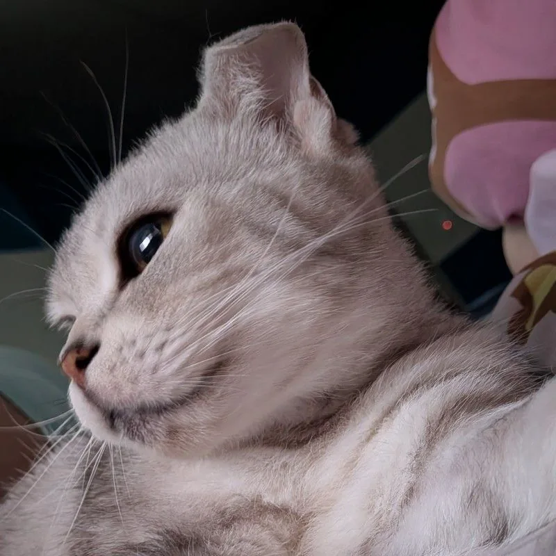 fay