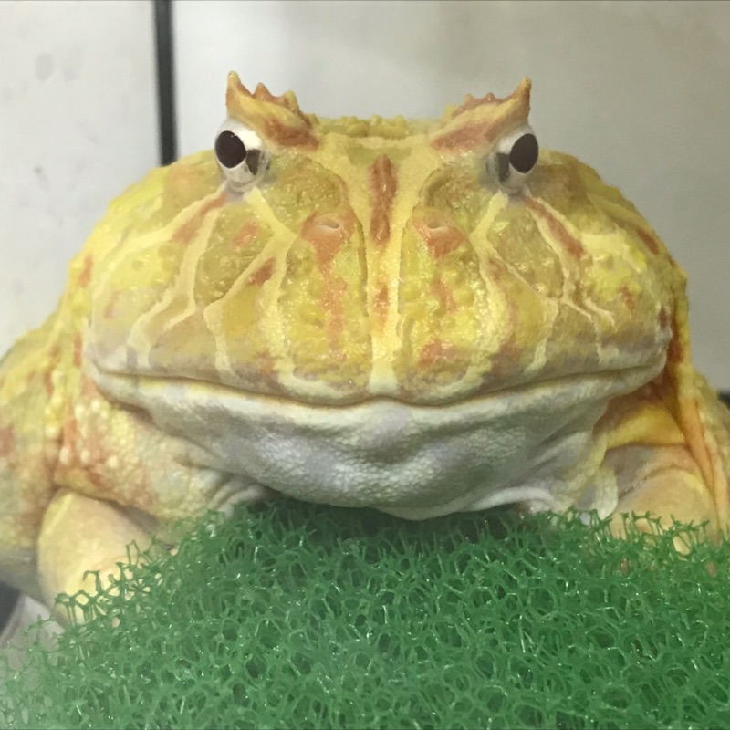 Ricardo