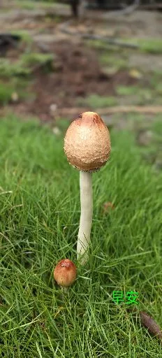 青草