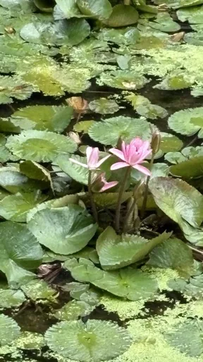 鄧