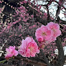Mei Shu