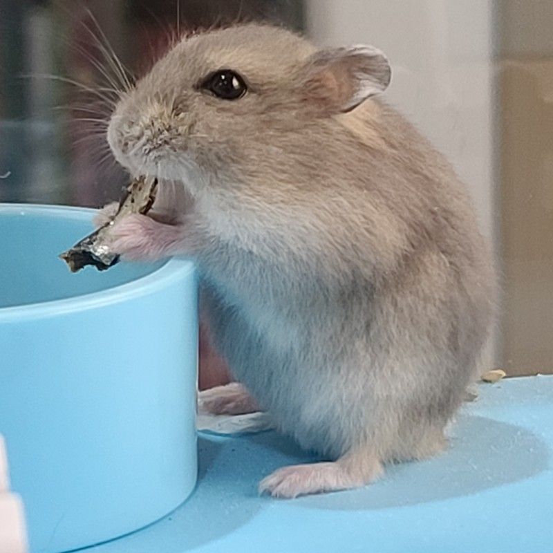 翁明權