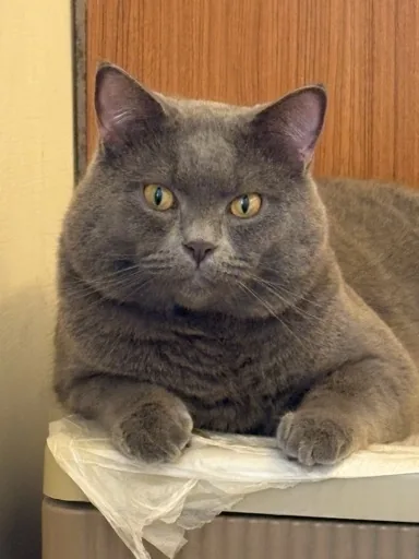 Ula