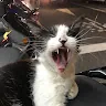 懶喵俠