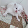 咪卡