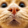Meow