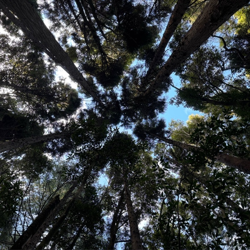 yusheng