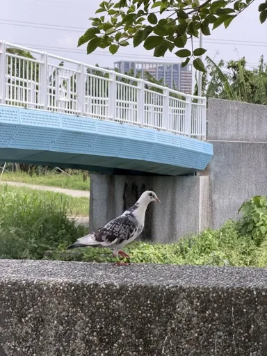 歐洲歐洲人