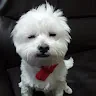 黃偵佩