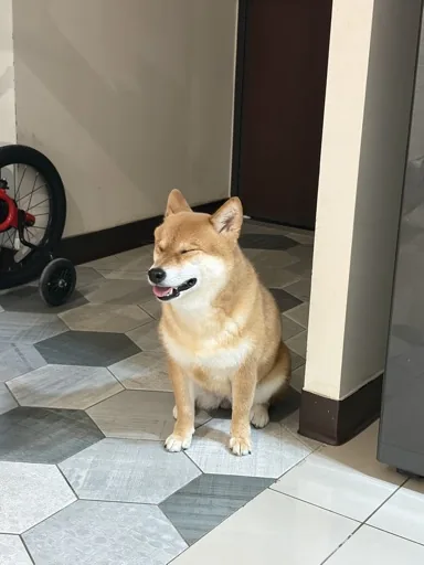 柴柴財財