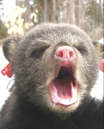 Bearboy