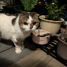 user_1931303441