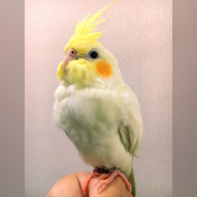 Lanya
