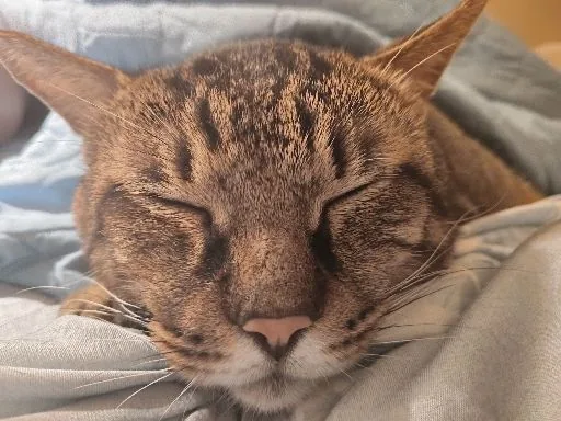Tony倉鼠