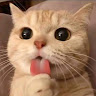 梓