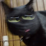 qq