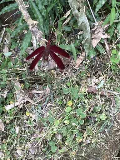 red dragonfly