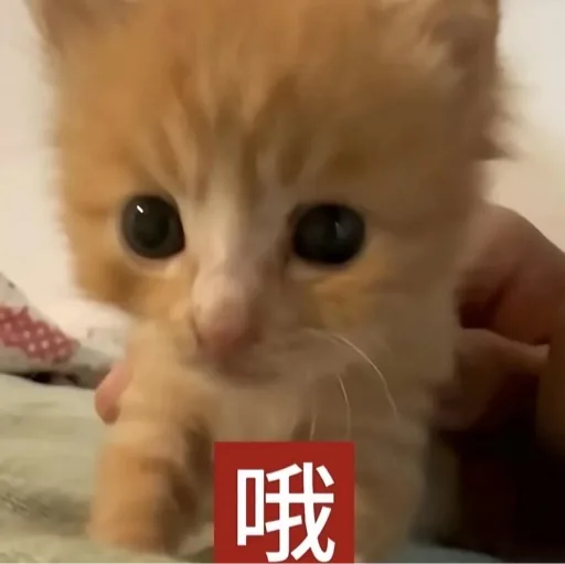user_359946655