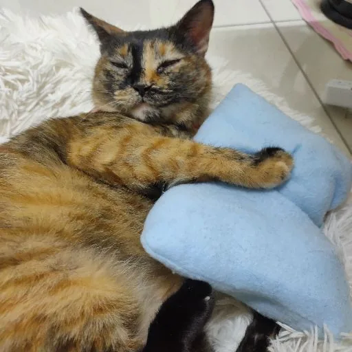 萌萌
