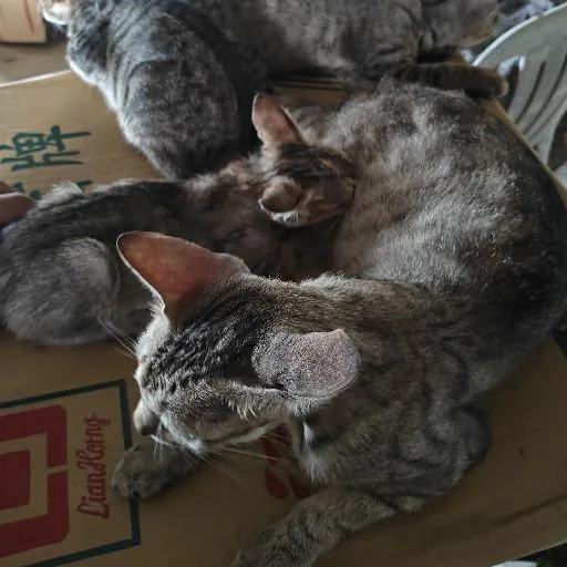雕濁