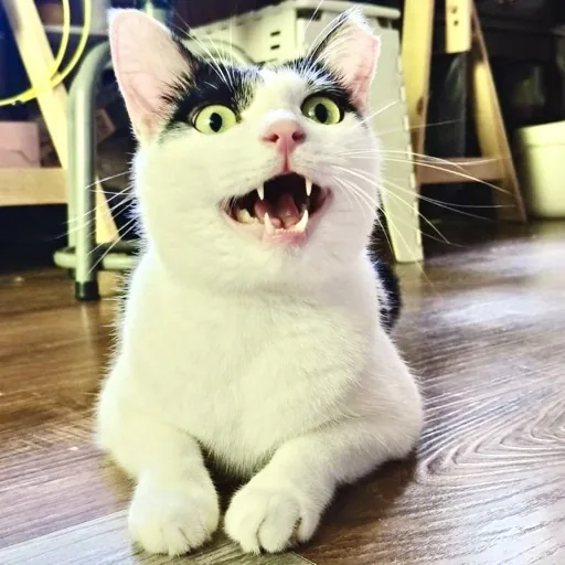 八八