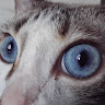 user_623155912