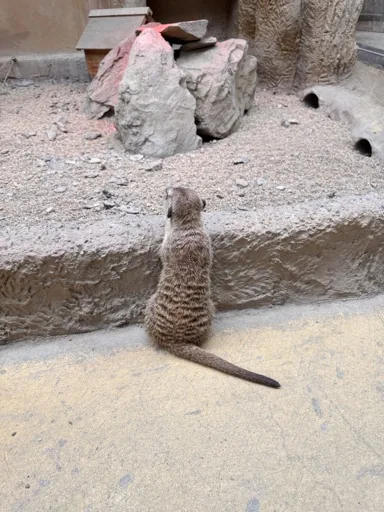 金金