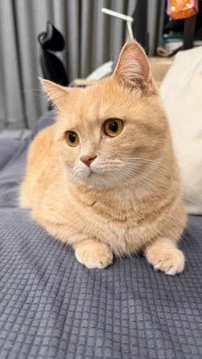 ReneJ