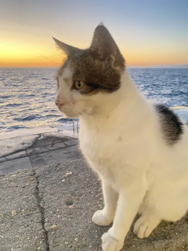 貓貓不吃魚