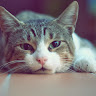 Nick