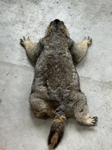 小小