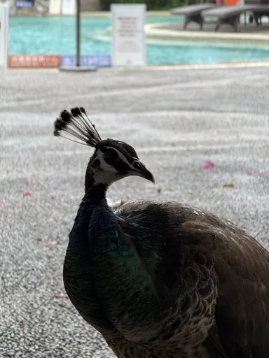 胤