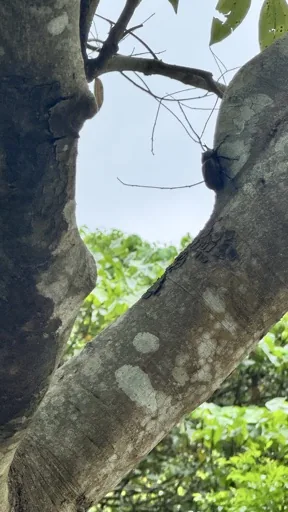 El