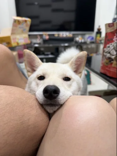 Poyu