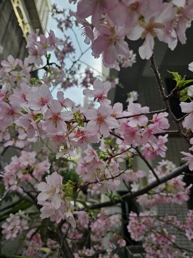 黃淑芬