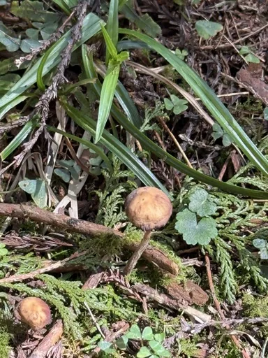 蘑菇