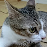 陳柏佑