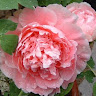 錢麗華
