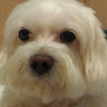 yicheng chen